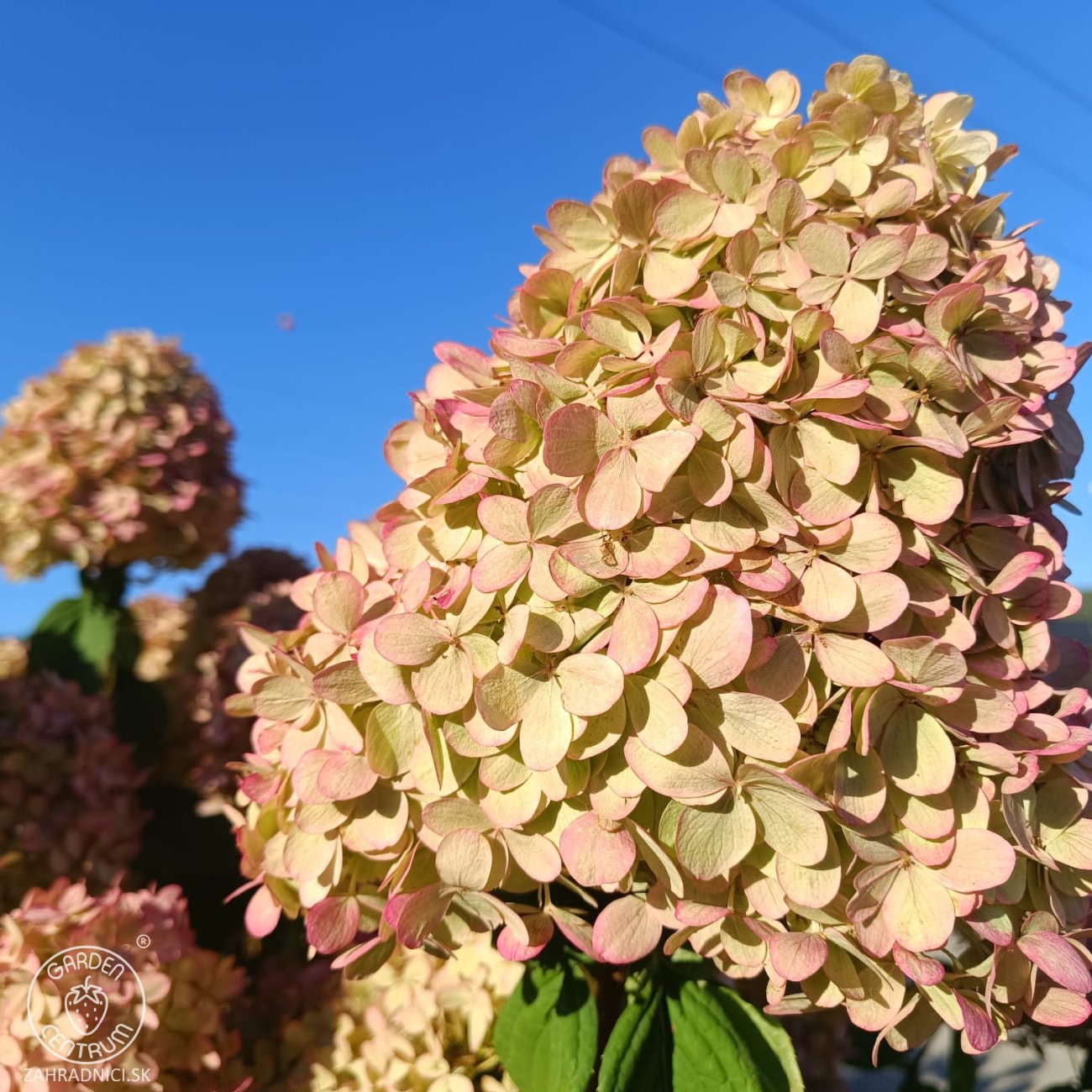 Obrázok Hortenzia metlinatá (Hydrangea paniculata) 'LIMELIGHT'® - výška 150-170 cm, kont. C45L - VIACKMENNÁ